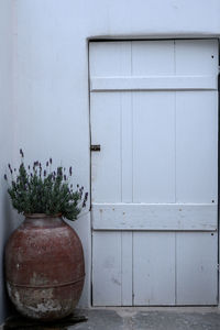 Close-up of potted plants against white wall