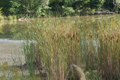 Scenic view of lake in forest