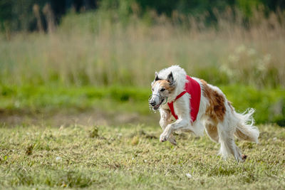 Borzoi dog in red shirt running and chasing lure in the field on coursing competition