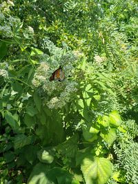 View of insect on flower