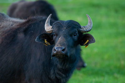 Close-up portrait of a horse on a field