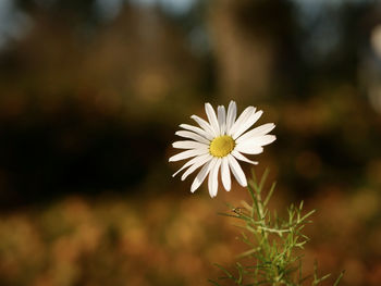 Close-up of white flower blooming outdoors