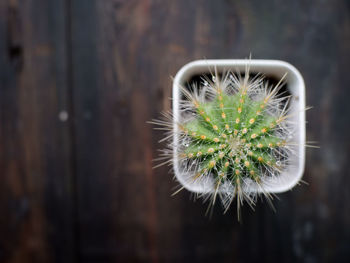 Close-up of cactus flower