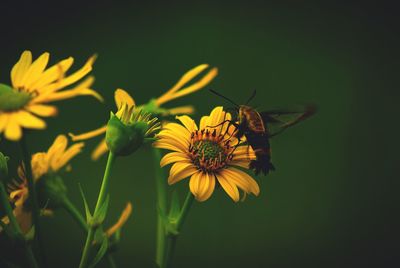 Close-up of insect on yellow flower