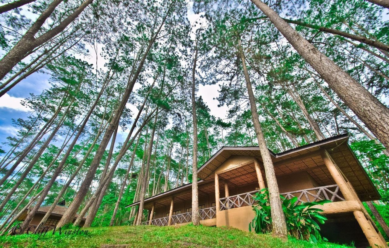 LOW ANGLE VIEW OF TREES AND PLANTS