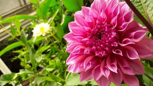 Close-up of pink dahlia blooming outdoors