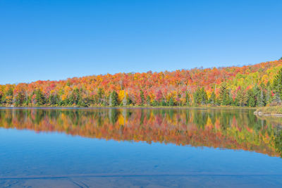 Scenic view of lake by autumn trees against clear blue sky