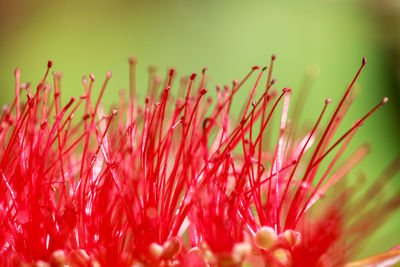 Close-up of red flowering plant