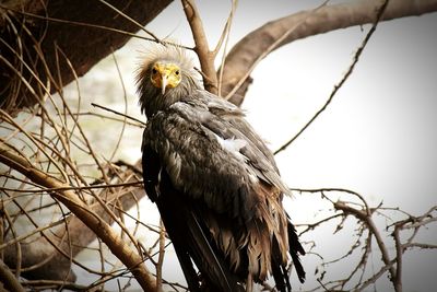 Low angle view of eagle perching on branch