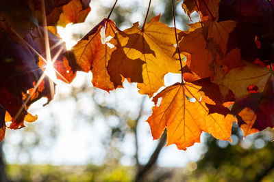 Low angle view of autumnal leaves against sky