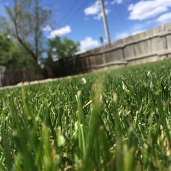 Surface level of grassy field