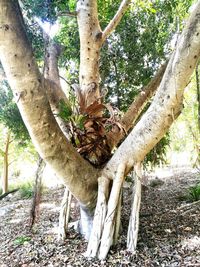 Close-up of lizard on tree trunk