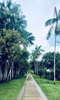 Footpath amidst palm trees against sky