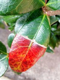 Close-up of fruit on plant