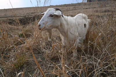 Sheep standing in a field