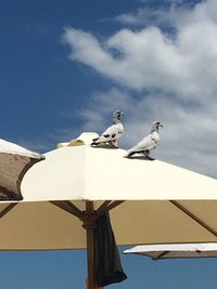 Low angle view of white pigeon perching on the sky