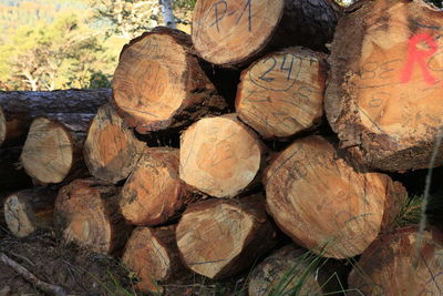 Stack of logs