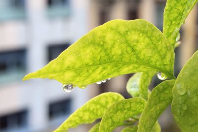 Close-up of wet leaf