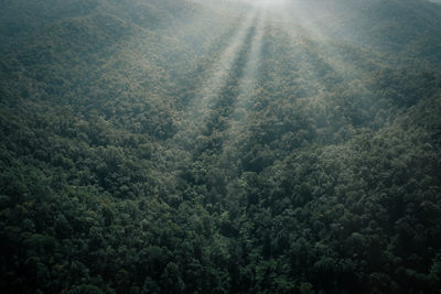 High angle view of trees in forest