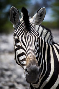 Close-up of zebra head