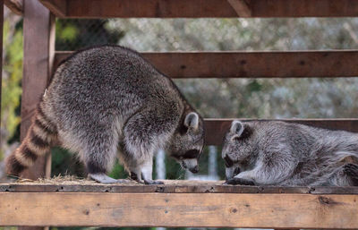 Playing raccoon praccoonpair on a porch in southern florida