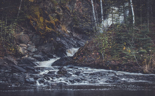 Stream flowing in forest