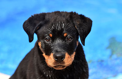 Close-up portrait of a dog