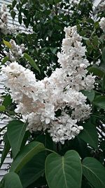 Close-up of white flowering plant