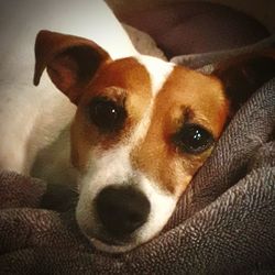 Close-up portrait of a dog at home