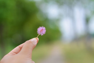 Close-up of hand holding pink flower