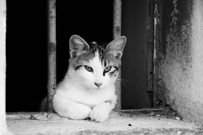 Portrait of cat sitting on floor