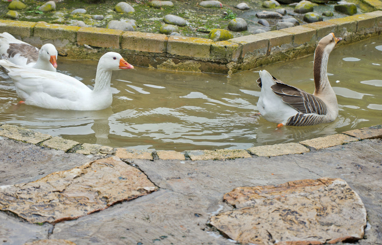 VIEW OF DUCKS IN LAKE