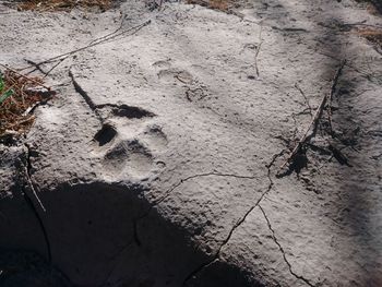 Close-up of lizard on wall