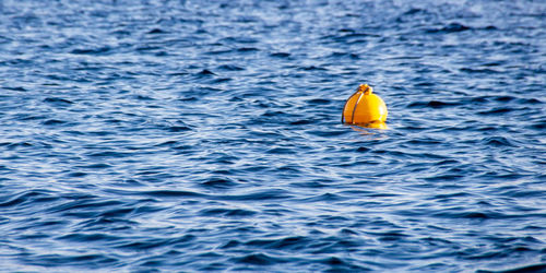 Close-up of boa in sea