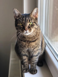 Close-up of cat sitting at home