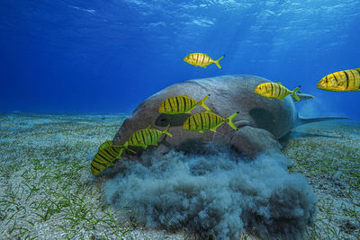 sea