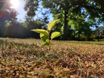 Close-up of plant growing on field