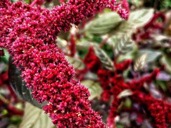 Close-up of red flowers blooming outdoors