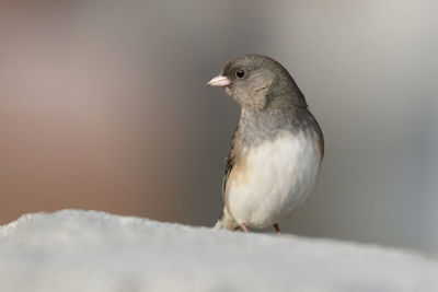 Junco on snow