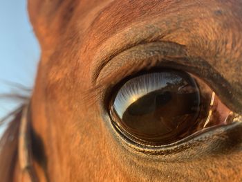 Close-up of horse eye