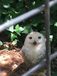 Close-up portrait of owl perching outdoors