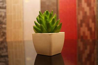 Close-up of potted plant on table against wall