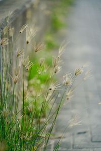 Close-up of flowering plants on field