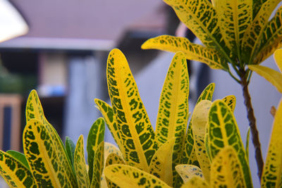 Close-up of yellow sunflower plant