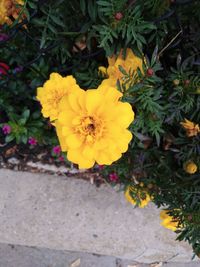 Close-up of yellow flowering plant