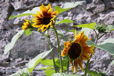 Close-up of sunflower blooming outdoors