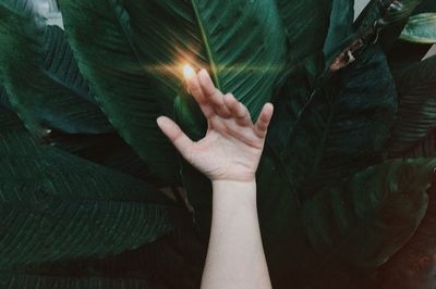 Close-up of hand touching leaves