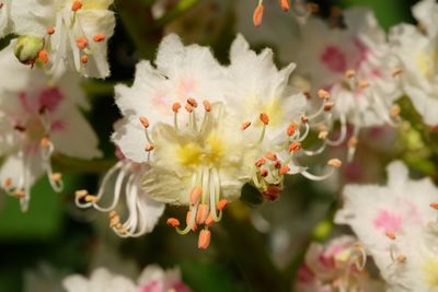 Close-up of fresh white flowers blooming outdoors