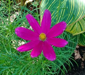 High angle view of flower blooming outdoors