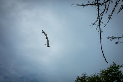 Low angle view of bird flying against sky